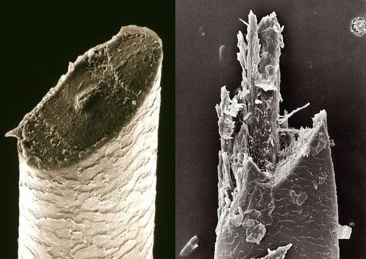 To bilder tatt i mikroskop som viser et hårstrå som er kuttet av med barberhøvel og ett som er kuttet med barbermaskin og er mer bustete på tuppen.