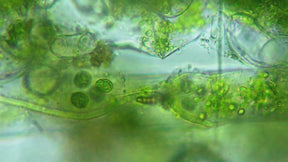 Haeckels Bio Restore Membrane øyemaske